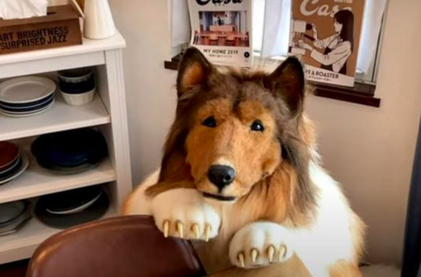 Man Who Spent $14K To Fulfil His Dream Of Becoming A Dog Is Now Worried That His Friends Will Think It’s ‘Weird’ 