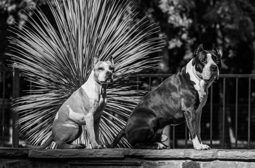 Elderly Man Viciously Mauled By Pet Dogs, Owner Says They ‘Snapped’ After Pet Services Visit