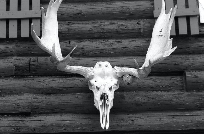 Minnesota Father Kills Elderly Sex Offender with Moose Antler, Police Say