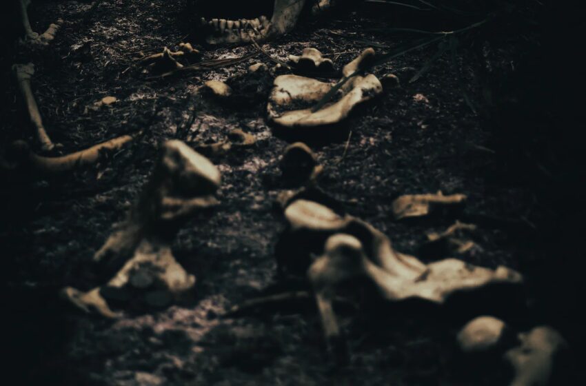 Man Finds Human Skeleton While Searching For Deer Antlers, Reports Say