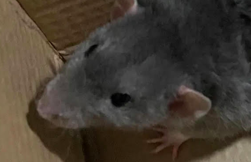 Man Arrested After Allegedly Threatening Subway Riders With His Pet Rat Jerry, Reports Say