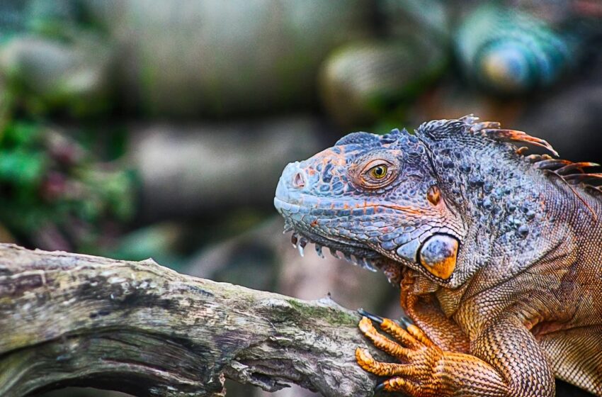 3-Year-Old Developed a Rare Bacterial Infection After Getting Bit by Iguana Who Tried to Steal Her Cake