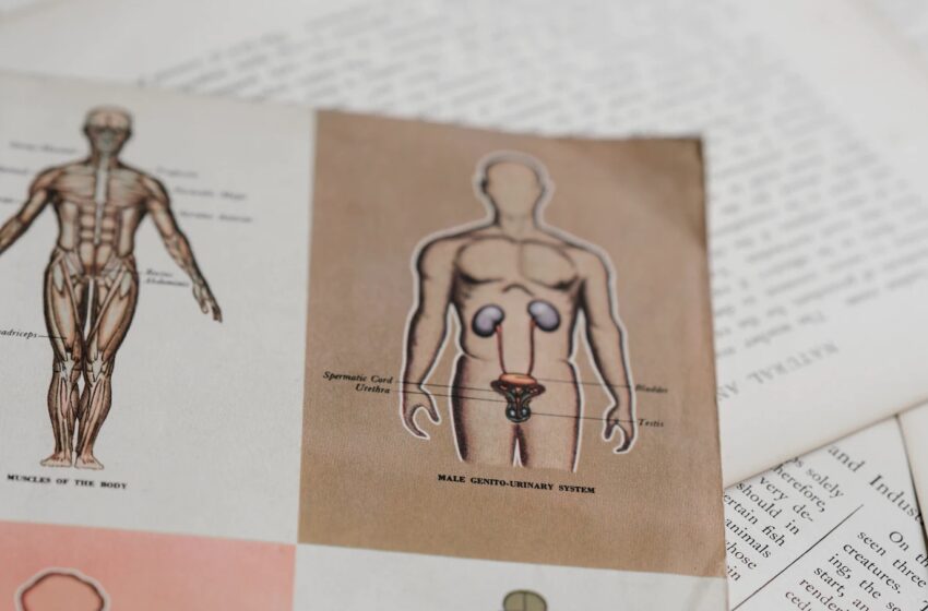 High School Anatomy Teacher Placed on Leave After Discussing Adult Toys and Sexual Pleasure with Students