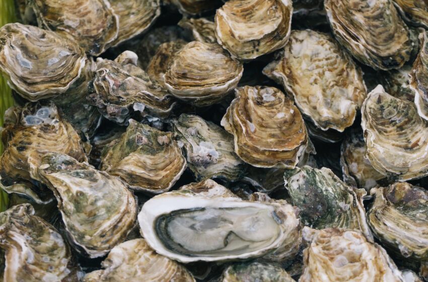 Man Dies After Consuming Raw Oysters Sold At Missouri Seafood Stand, Health Officials Announced