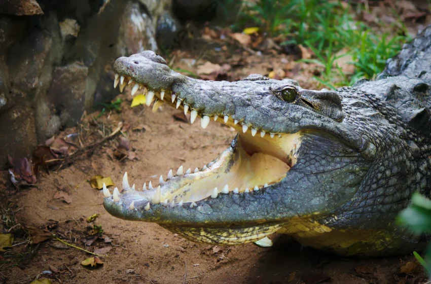 Costa Rican Footballer Fatally Attacked By Crocodile While Swimming In Local River