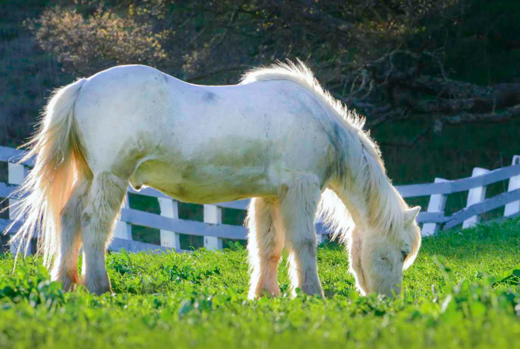 A man from Washington state was arrested for attempting to hire a prostitute for himself and his miniature horse, according to The Smoking Gun.