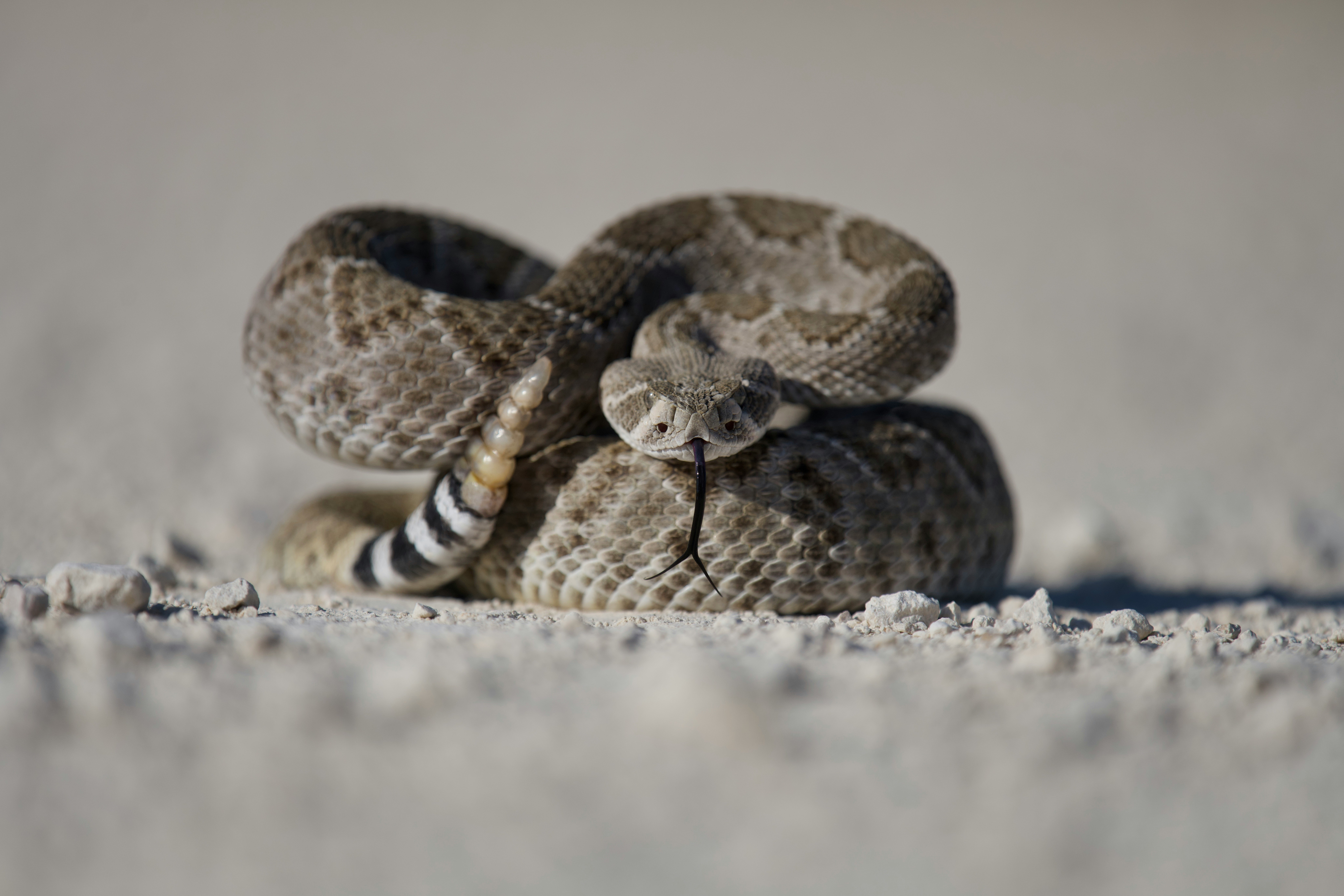 California Man Receives Live Rattlesnake In The Mail, Says ‘That’s Attempted Murder If You Ask Me’