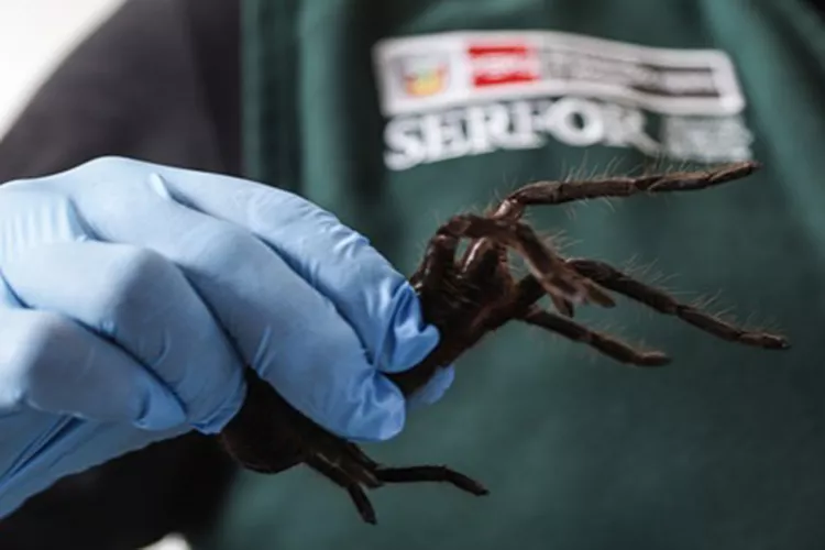 Smuggling-Hundreds-of-Tarantulas-in-peru