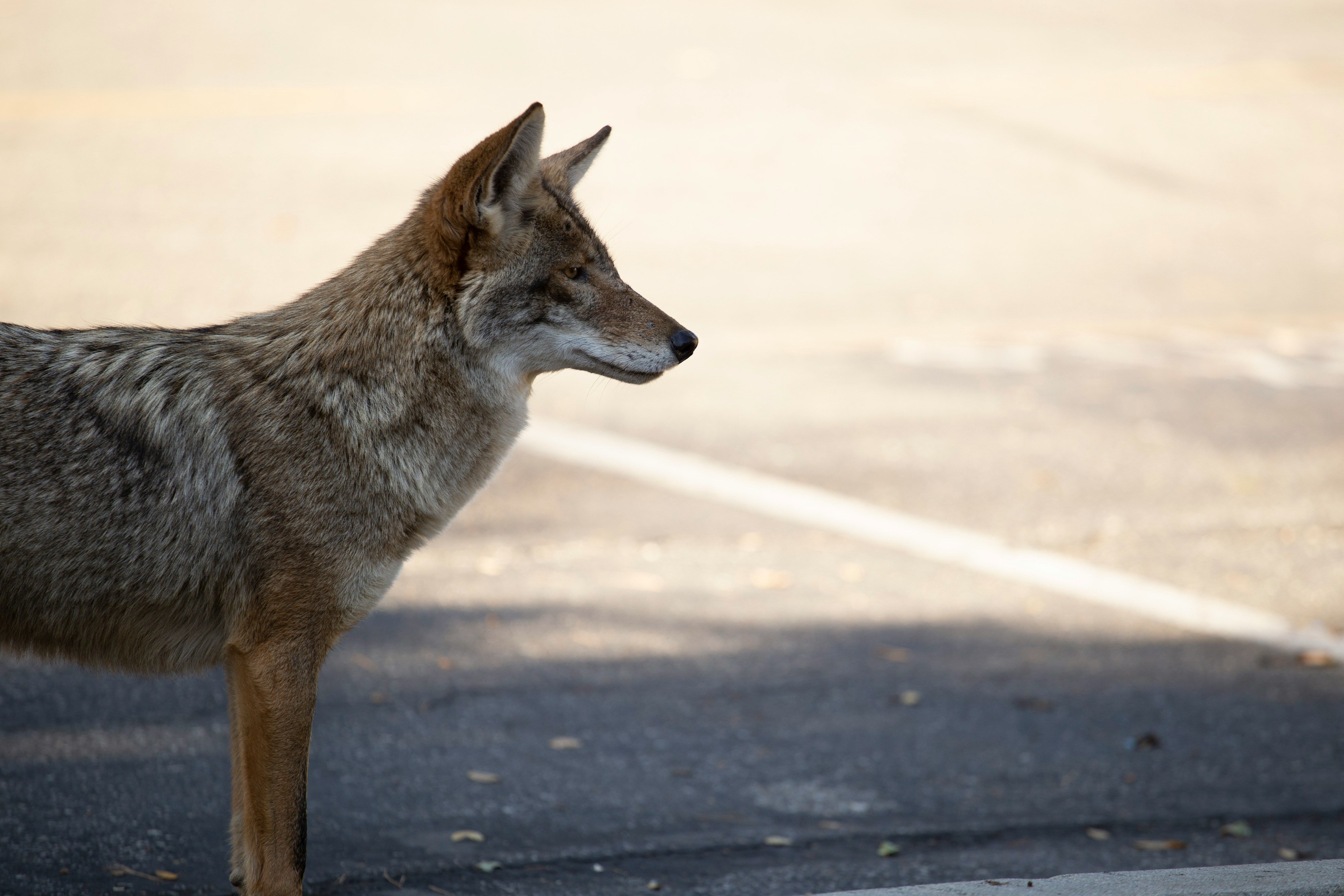 Colorado Officials Intend To Kill All Coyotes In The Area Where 4-Year-Old Girl Was Attacked