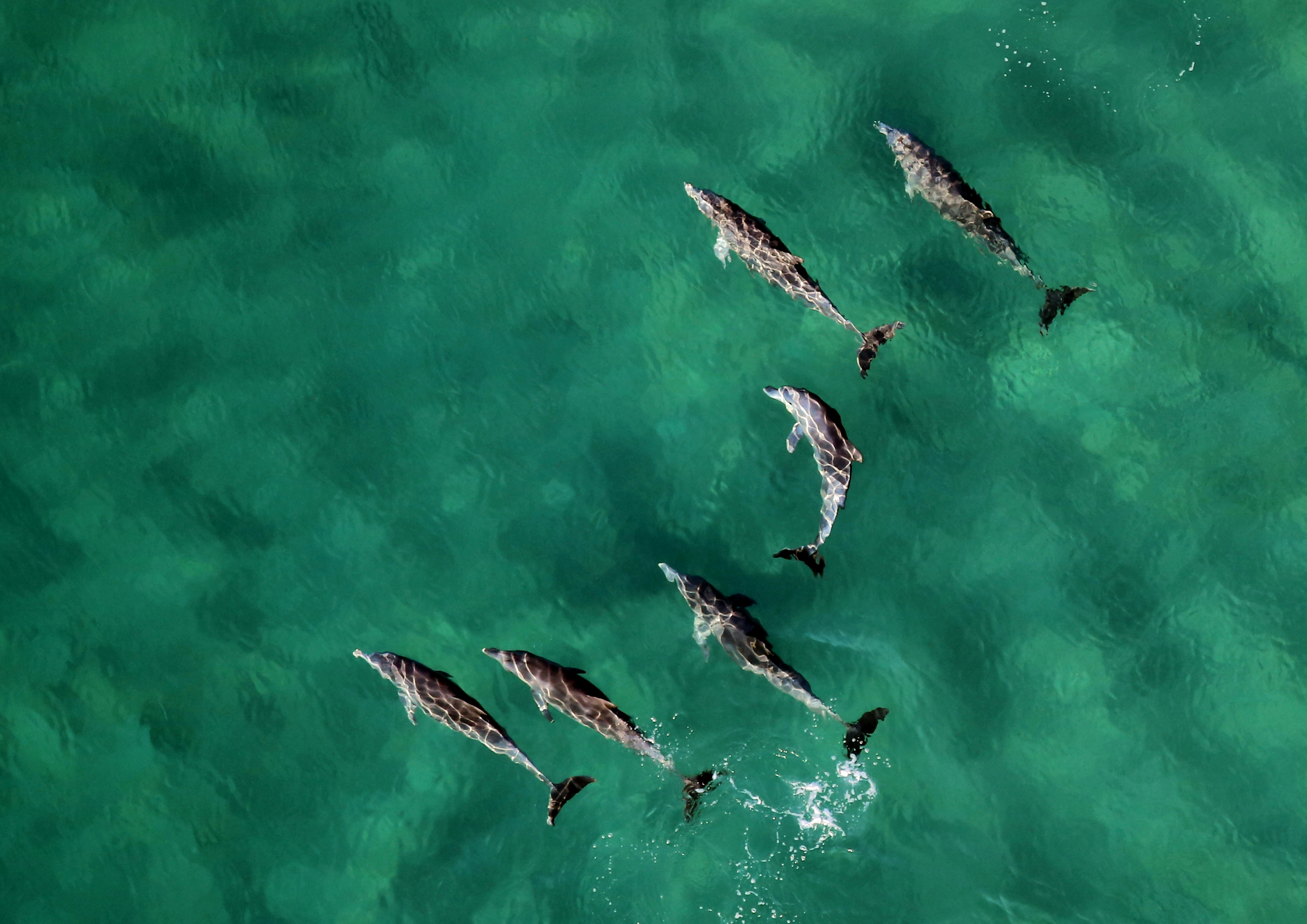 Multiple Drugs, Including Fentanyl, Found In Bottlenose Dolphins In The Gulf Of Mexico, Scientists Report