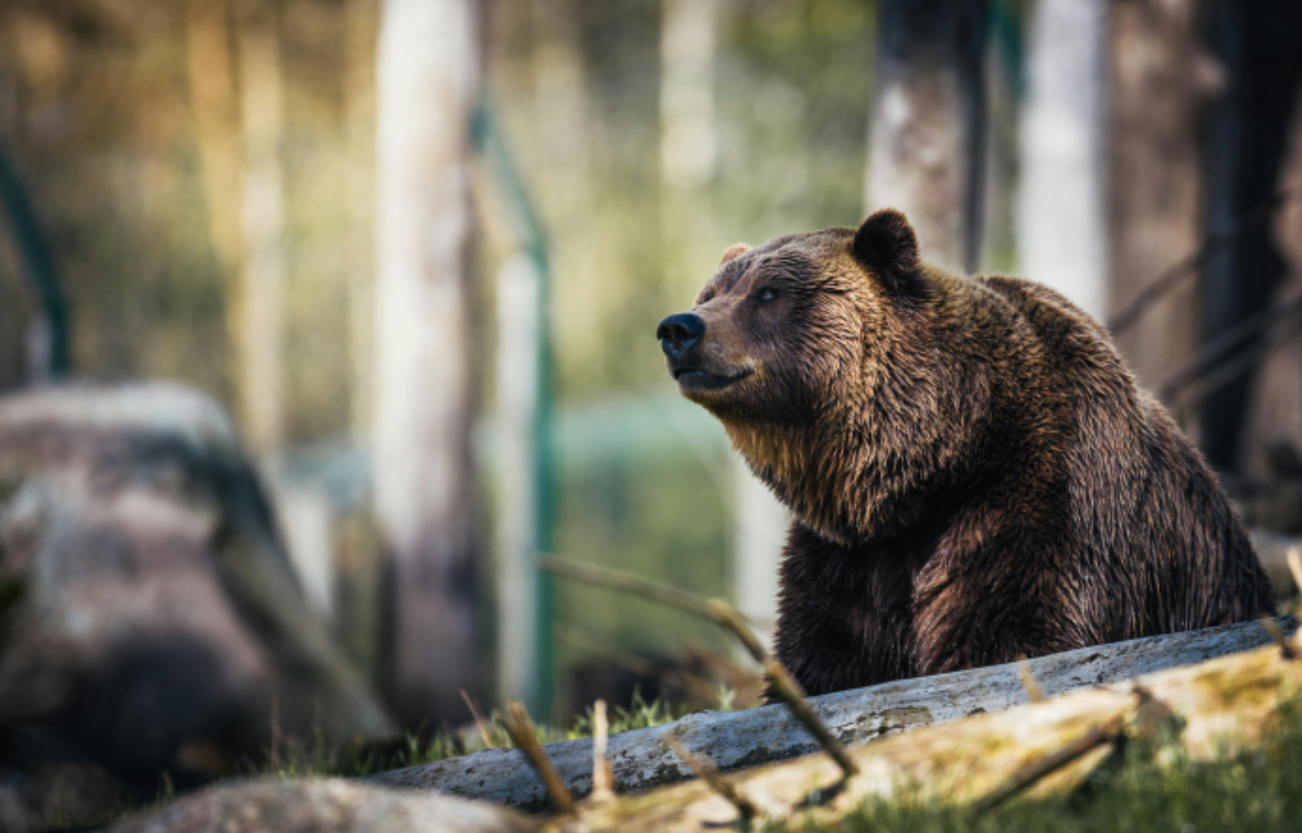 Hungry 150-Pound Bear Broke Into Nursing Home and Got Attacked With Walker Before Being Lured Out With Rice Krispies Treats